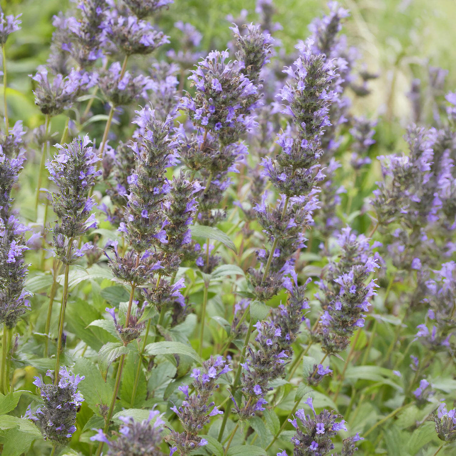 Nepeta - Nepeta kubanica - Nepeta kubanica