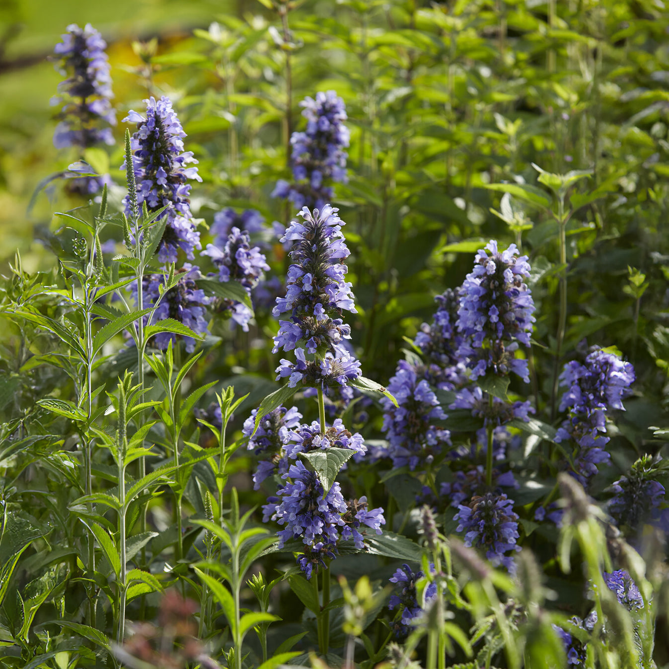 Vente Nepeta kubanica - Nepeta kubanica
