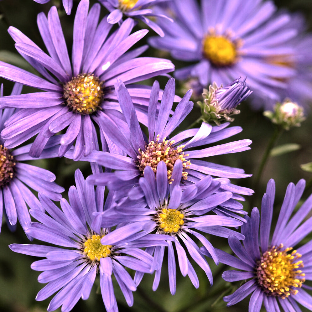 Aster novi-belgii 'Schöne von Dietlikon' - Aster bleu pour jardin sec Aster novi-belgii 'Schöne von Dietlikon' - Aster bleu pour jardin sec
