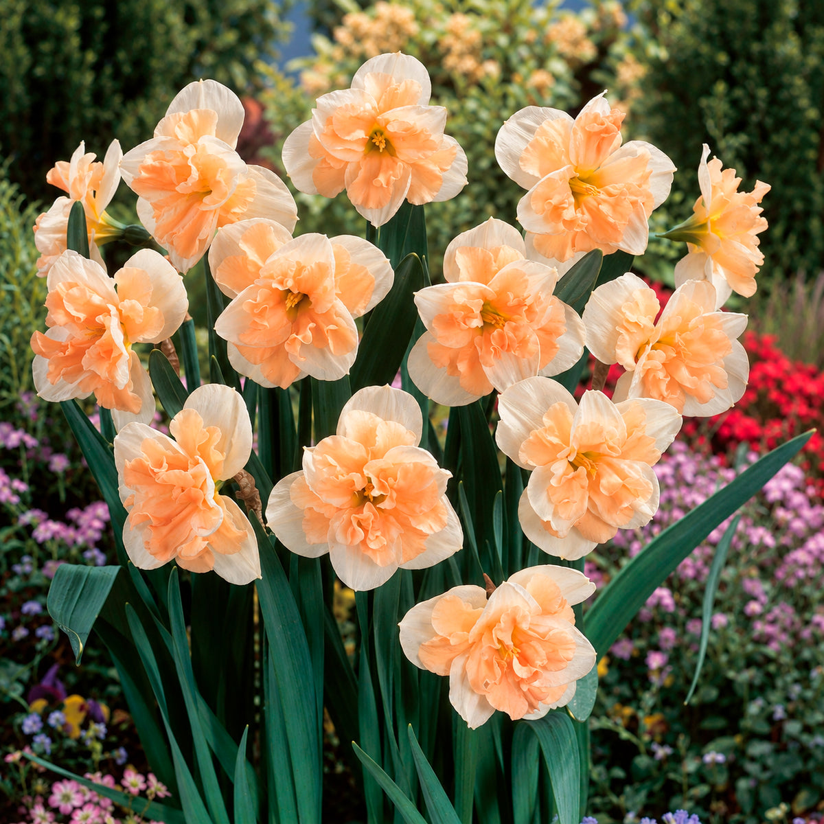 10 Narcisses à fleurs d'Orchidées en mélange