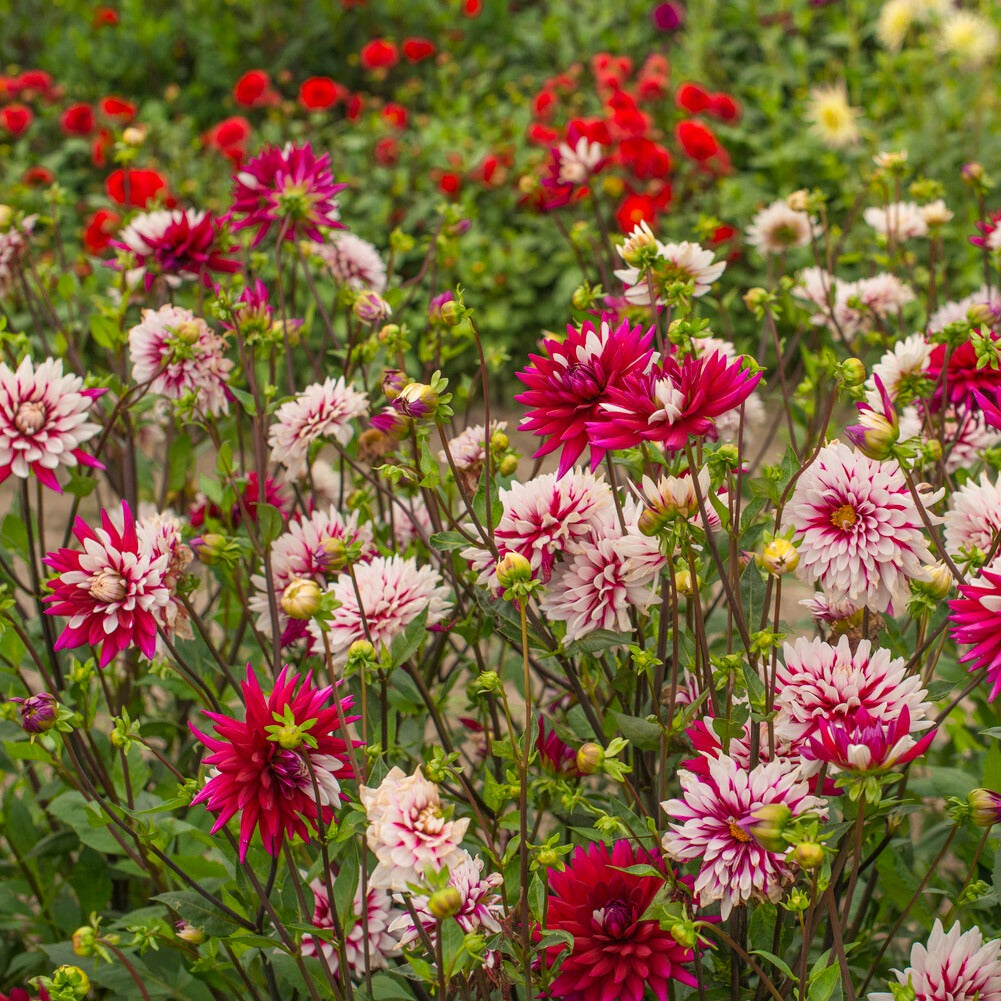 3 Dahlias Rebecca's World - Dahlia 'rebecca's world' - Bakker
