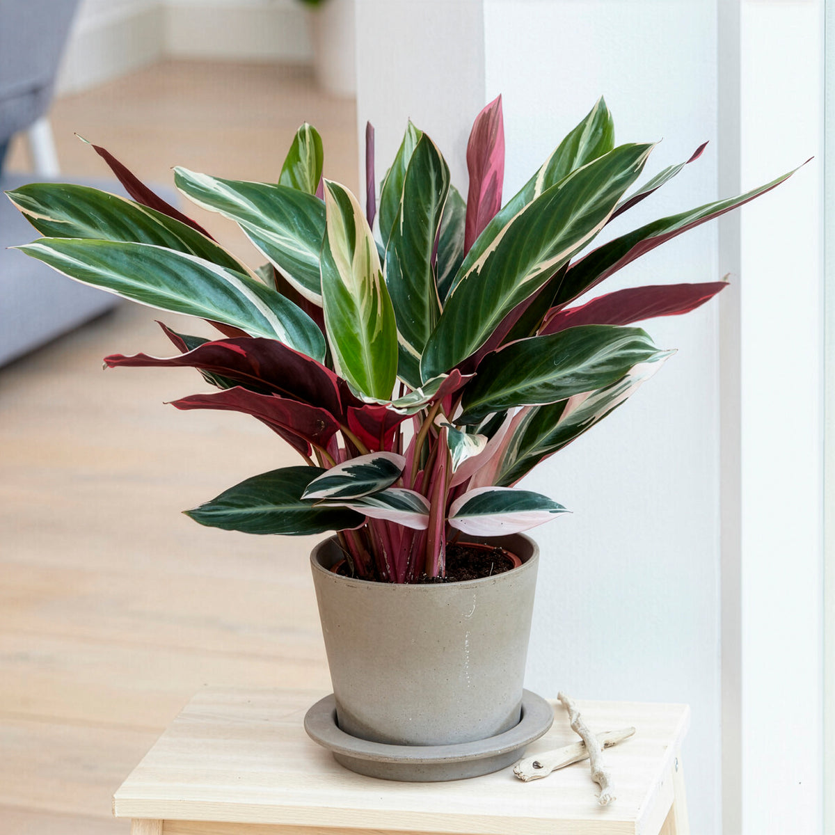 Calathea Stromanthe 'Triostar'