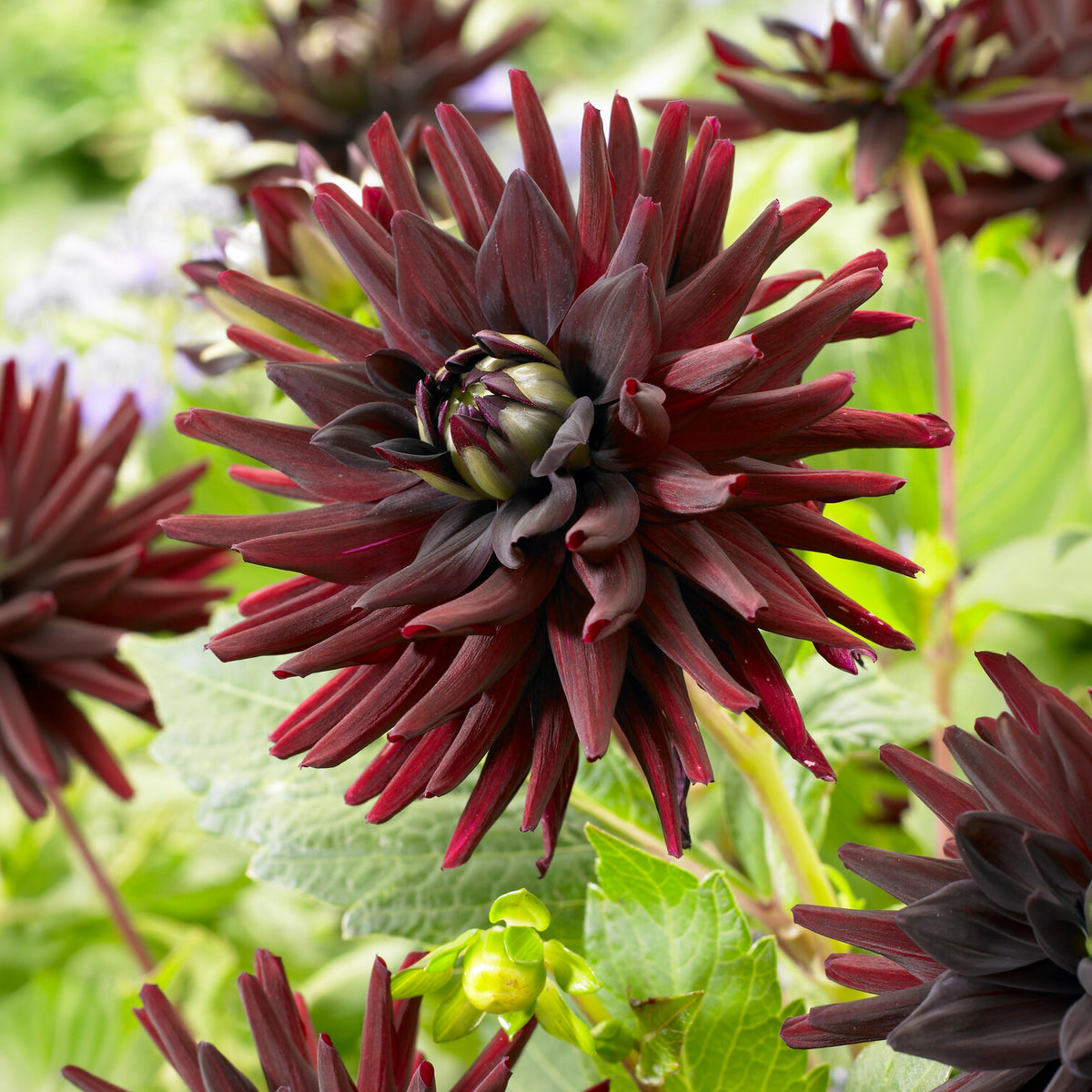 3 Dahlias cactus presque noir Tamburo - Bakker