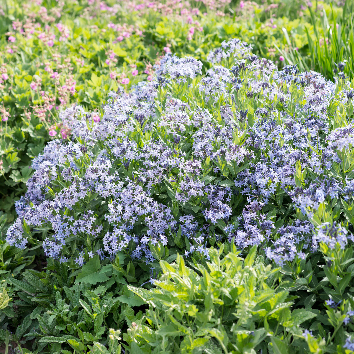 Amsonie 'Blue Ice'