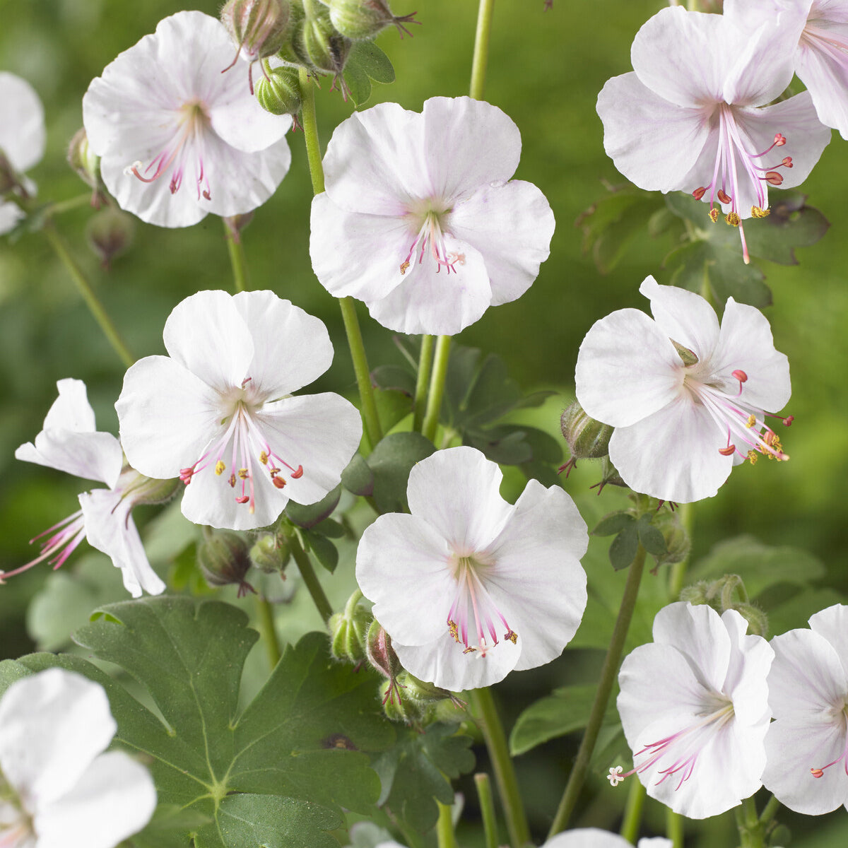 Géraniums - Géranium vivace cantabrigiense 'Biokovo' - Geranium cantabrigiense Biokovo