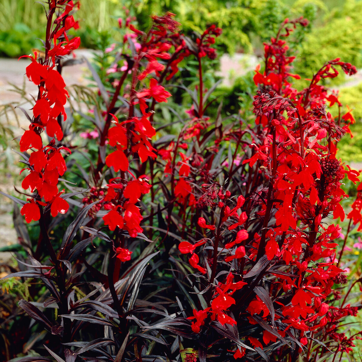 Lobelia écarlate Queen Victoria - Bakker