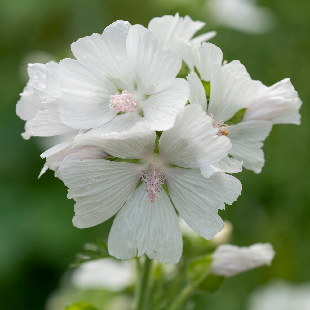 Malva moschata alba - Mauve musquée blanche - Mauves