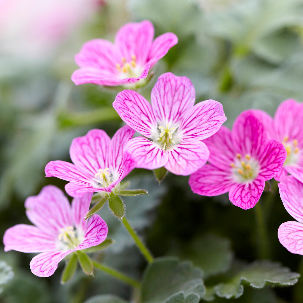 Vente Erodium variabile 'Bishop's Form' - Erodium variabile Bishop's Form