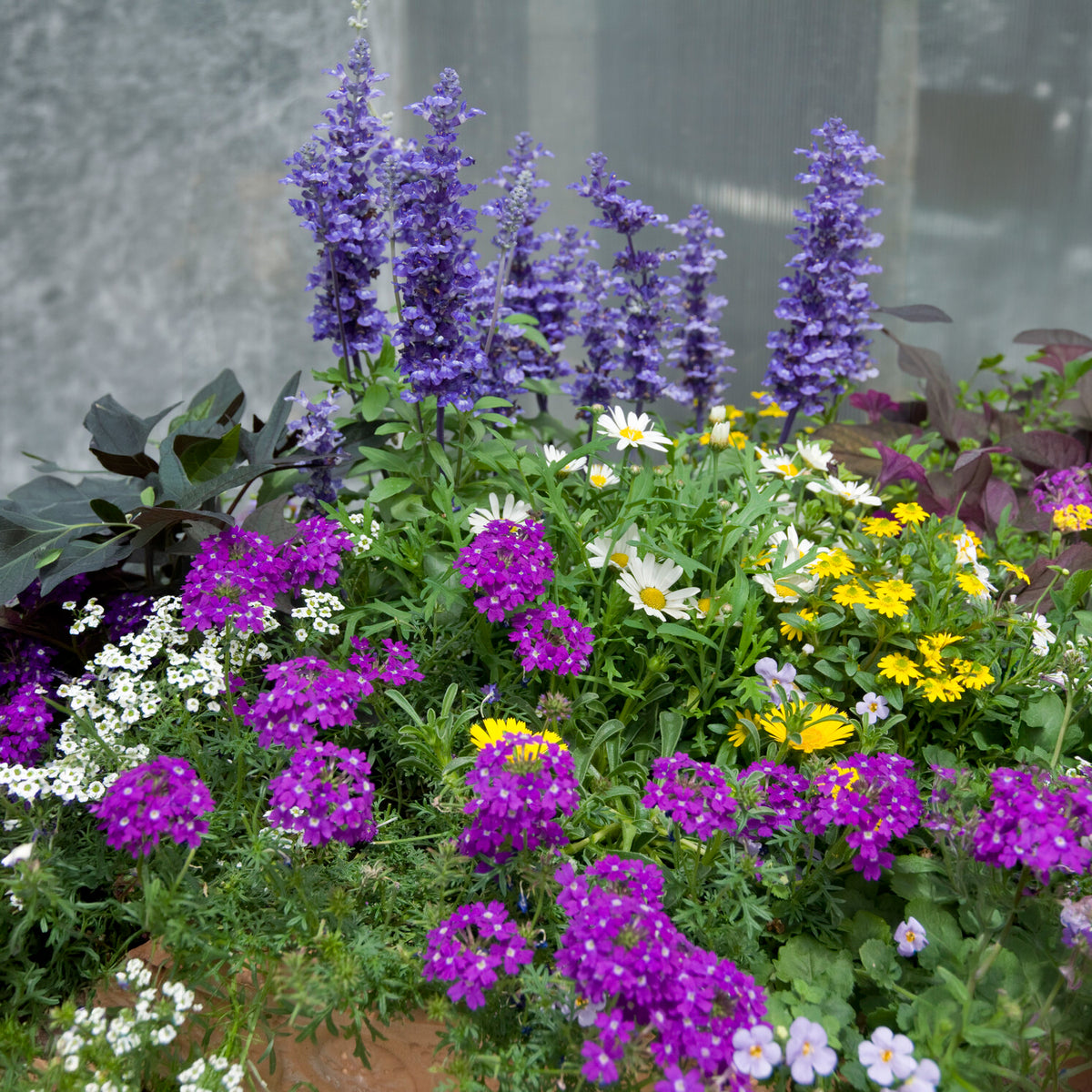 3 plantes vivaces de jardin 'Bee Friendly' en mélange