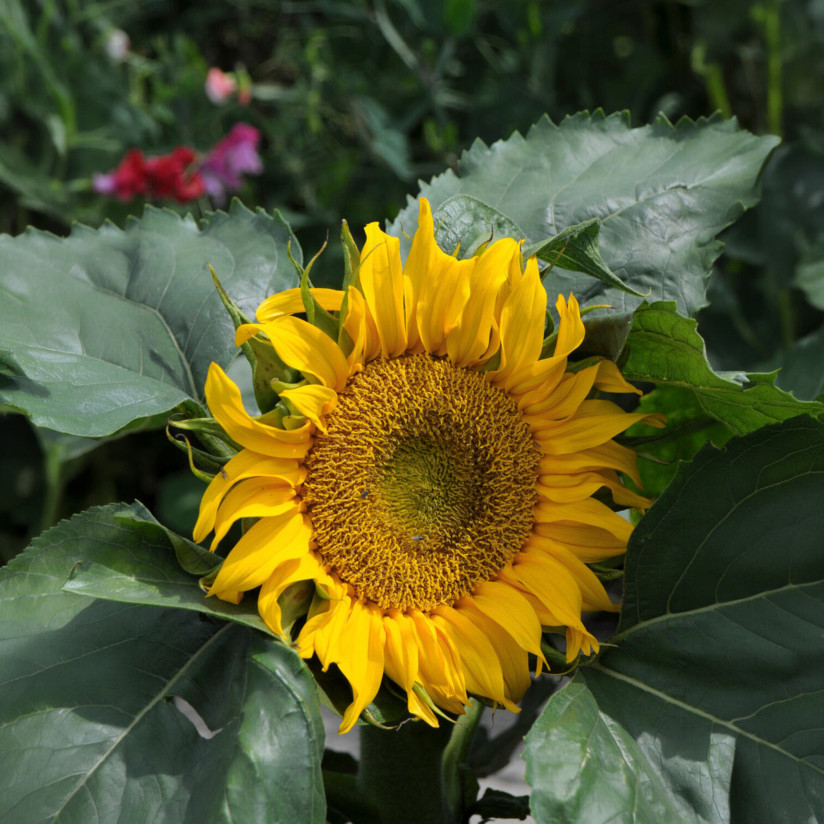 Tournesol nain 'Sunspot' - Bakker