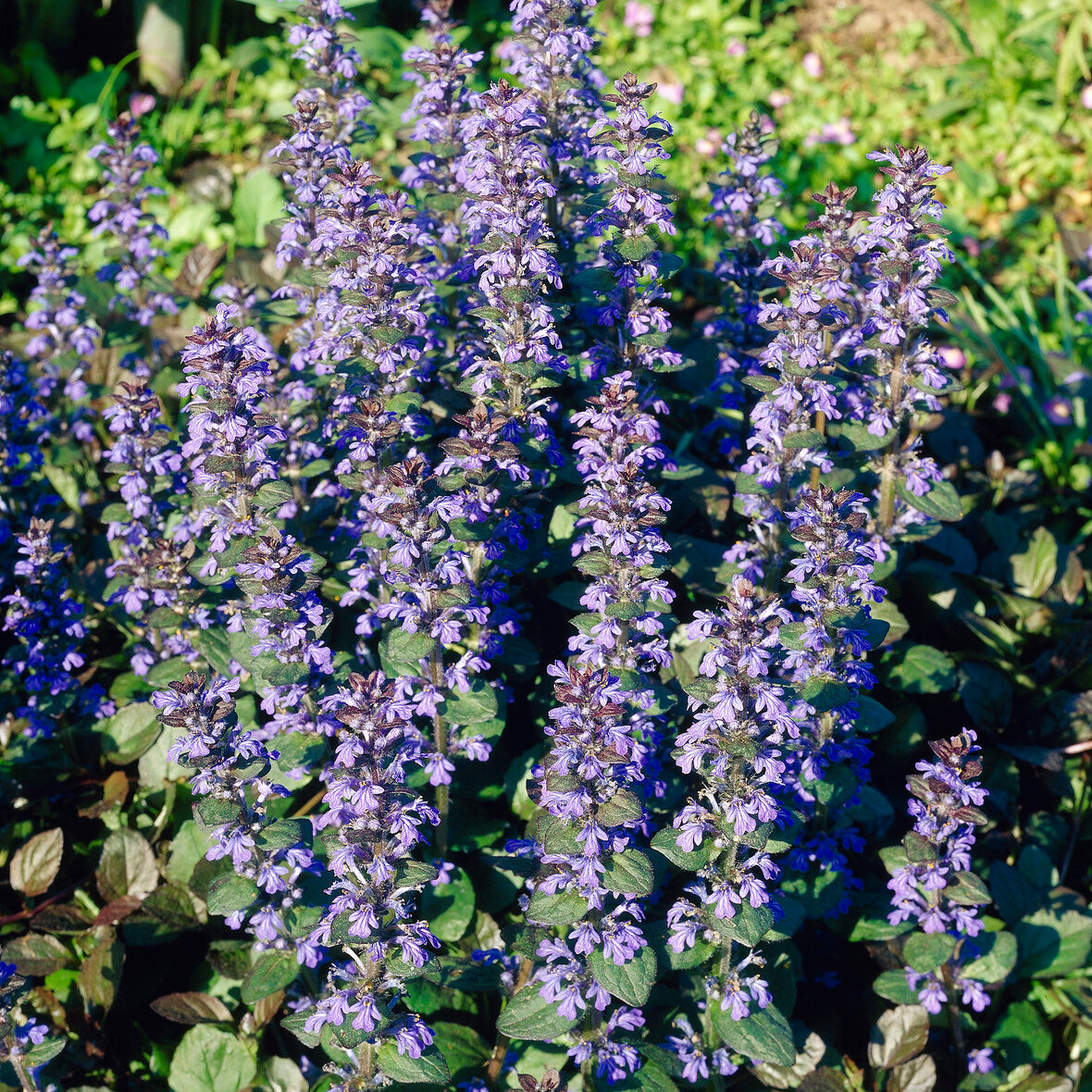 Vente Bugle rampante Atropurpurea