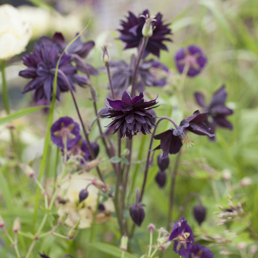 Ancolie des jardins 'Black Barlow' - Bakker