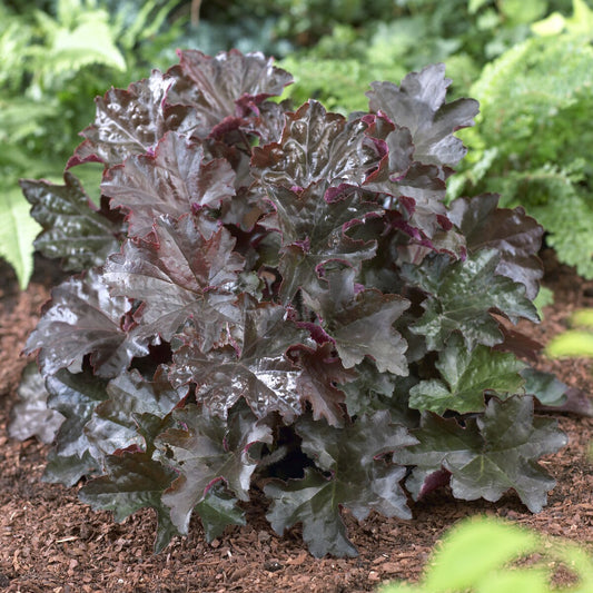 Heuchère 'Palace Purple' - Bakker