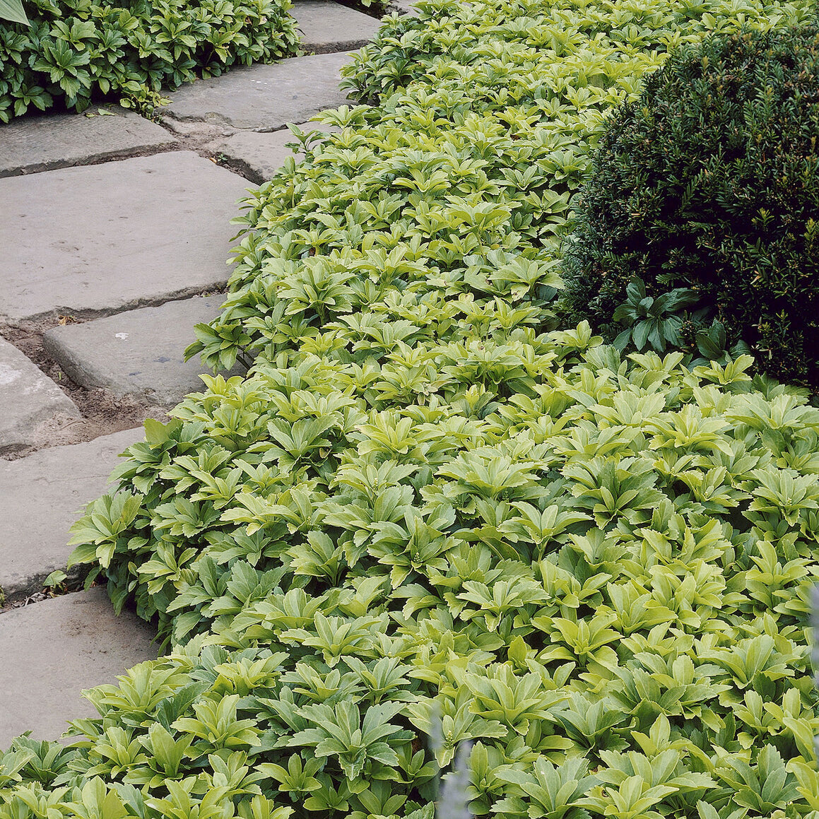 Pachysandre - Pachysandra terminalis - Bakker