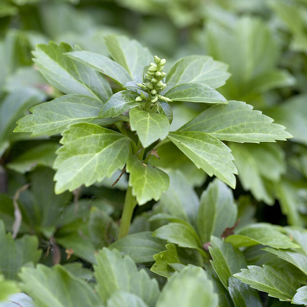 Pachysandra terminalis - Pachysandre - Plantes vivaces