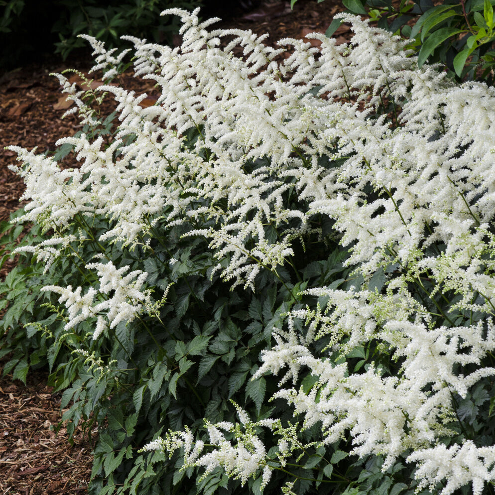 Vente Astilbe d'Arends 'Brautschleier' - Astilbe x arendsii Brautschleier
