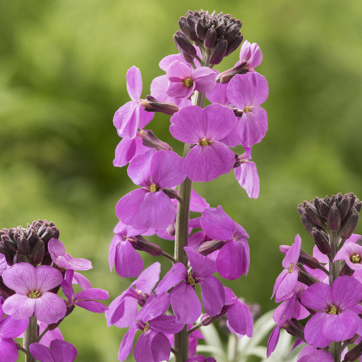 Vente Giroflée arbustive 'Bowles Mauve'