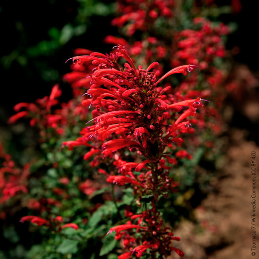 Agastache Kudos Red - Bakker