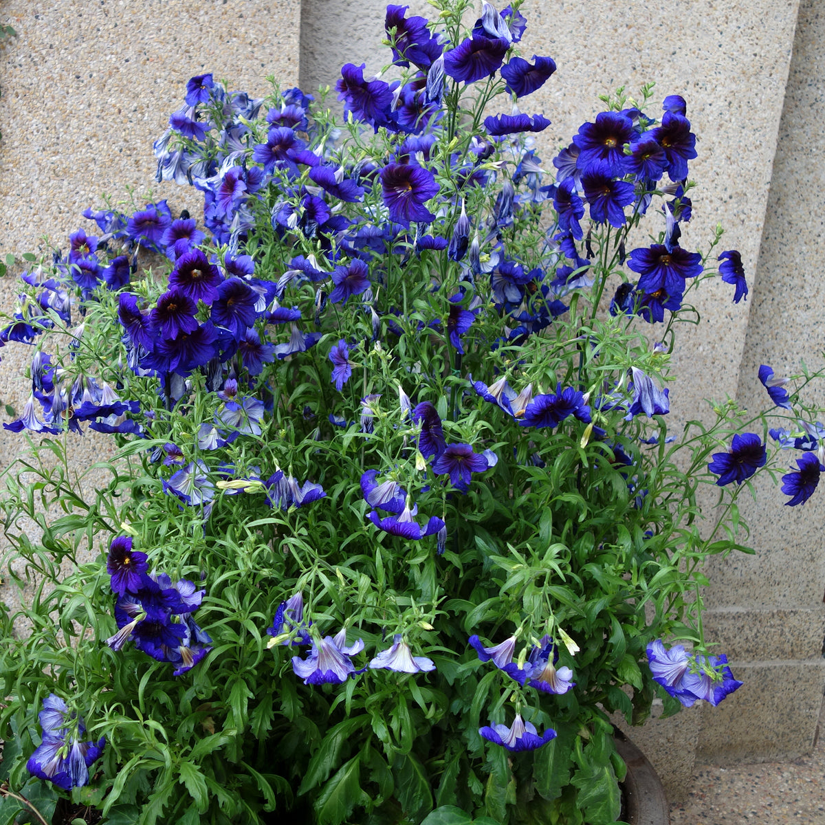Salpiglossis Kew Blue - Bakker