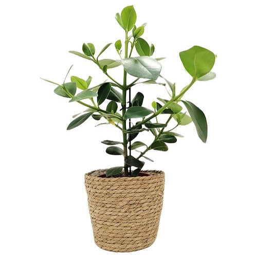 Panier - Basket Fenna - Bakker