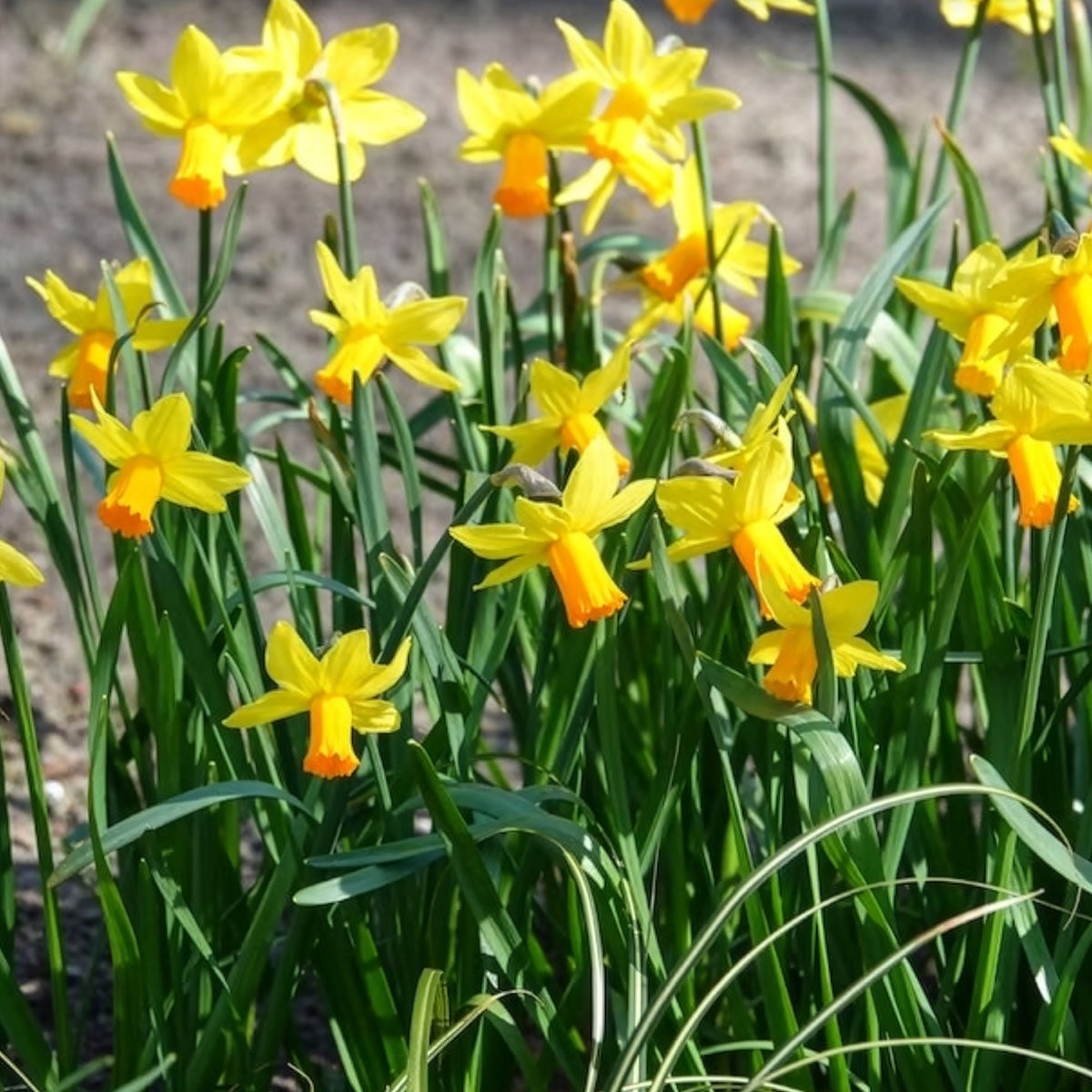 5 Mini-narcisses Jet Fire - Bulbes de Narcisse - Bakker