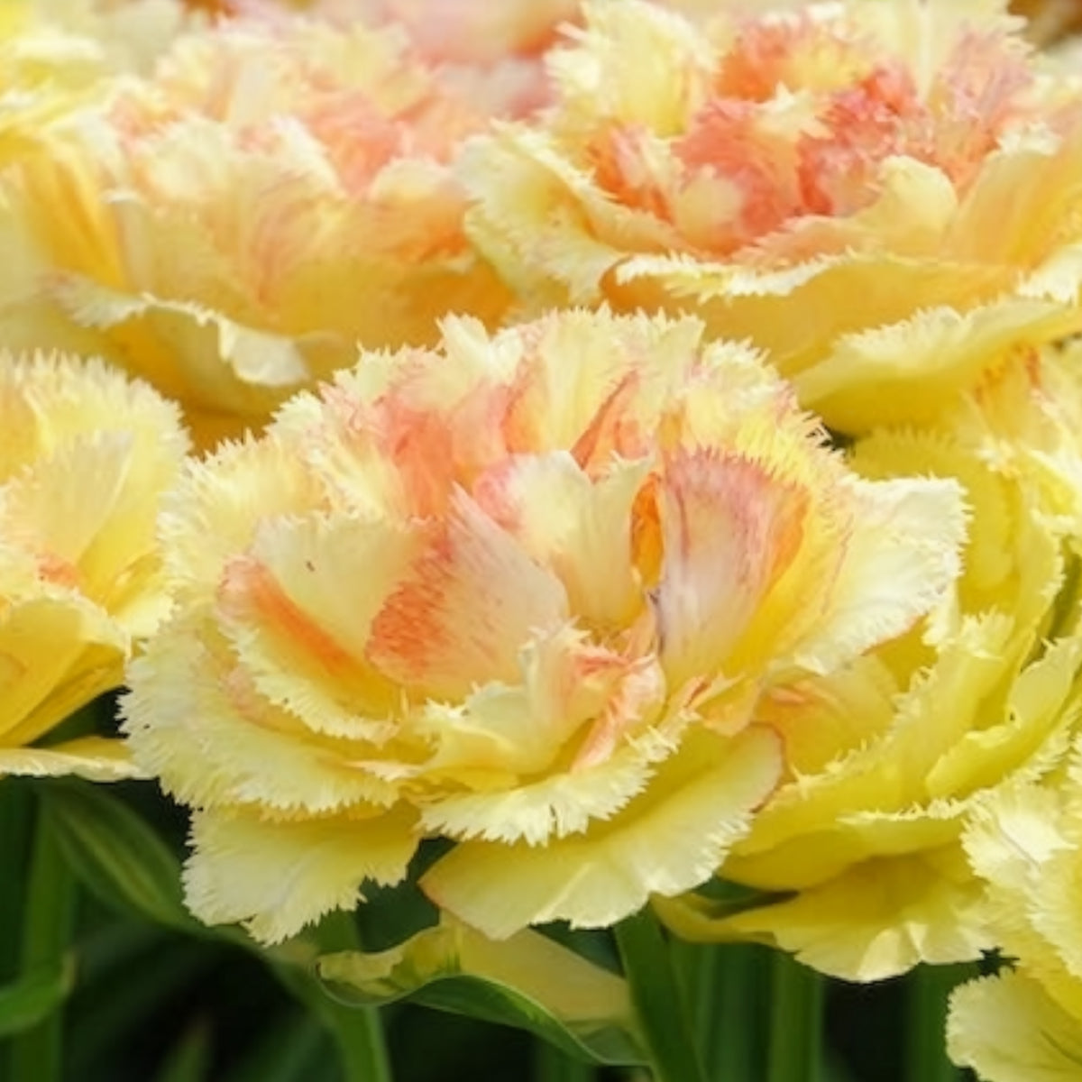 Tulipa vaya con dios - Tulipe double frangée Vaya con Dios - Bulbes de Tulipe