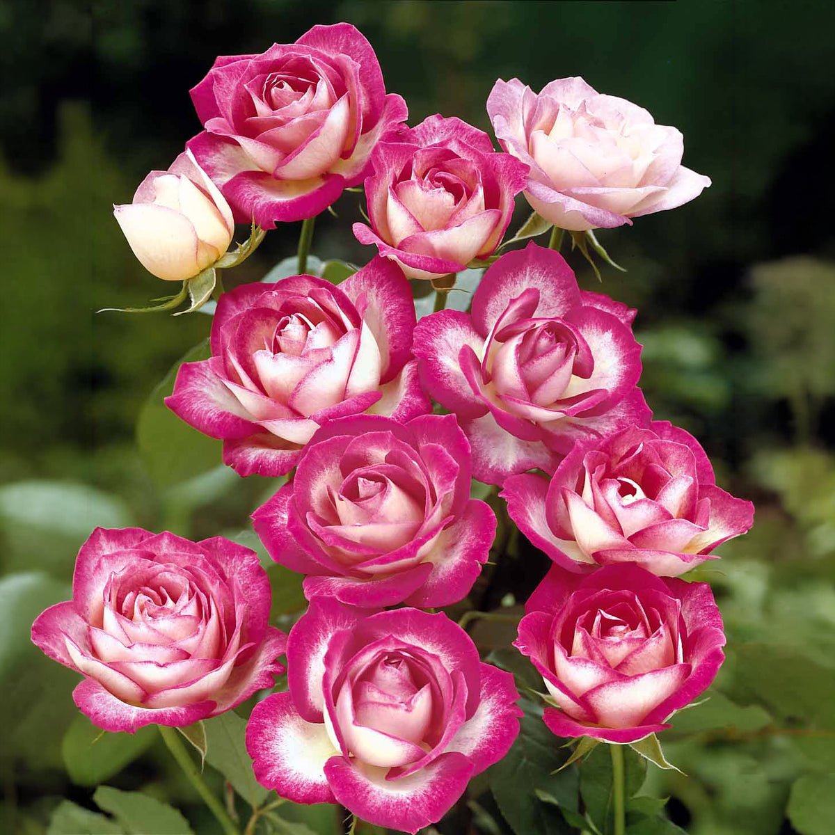 3 Rosiers à massif La Minuette