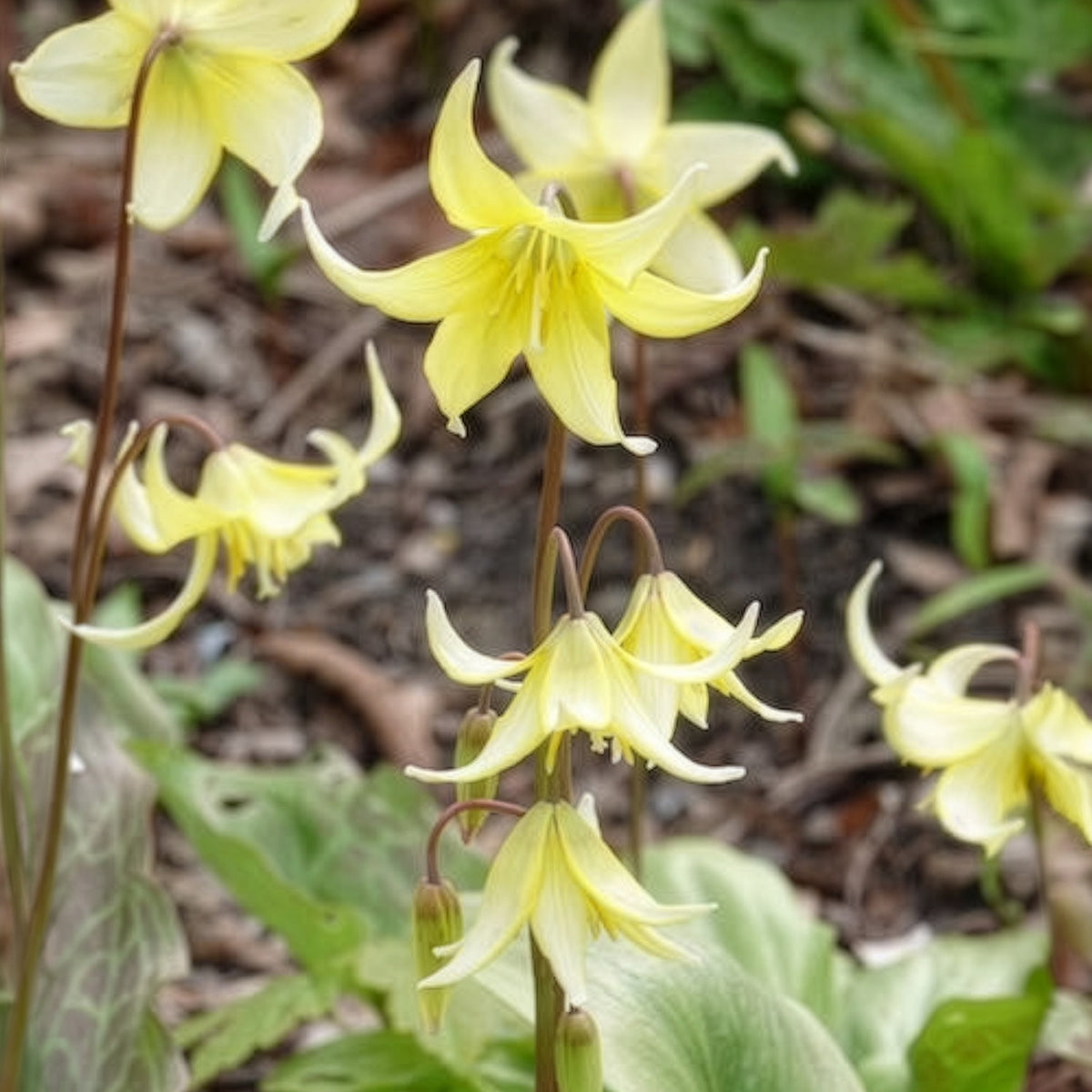 Bulbes de printemps - Erythrone Pagoda - Erythronium 'pagoda'