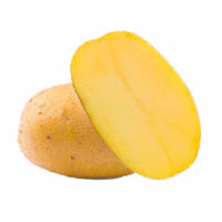25 Pommes de terre Goldmarie Bio - Solanum tuberosum goldmarie - Potager