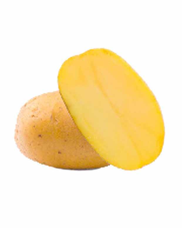 25 Pommes de terre Goldmarie Bio - Solanum tuberosum goldmarie - Légumes