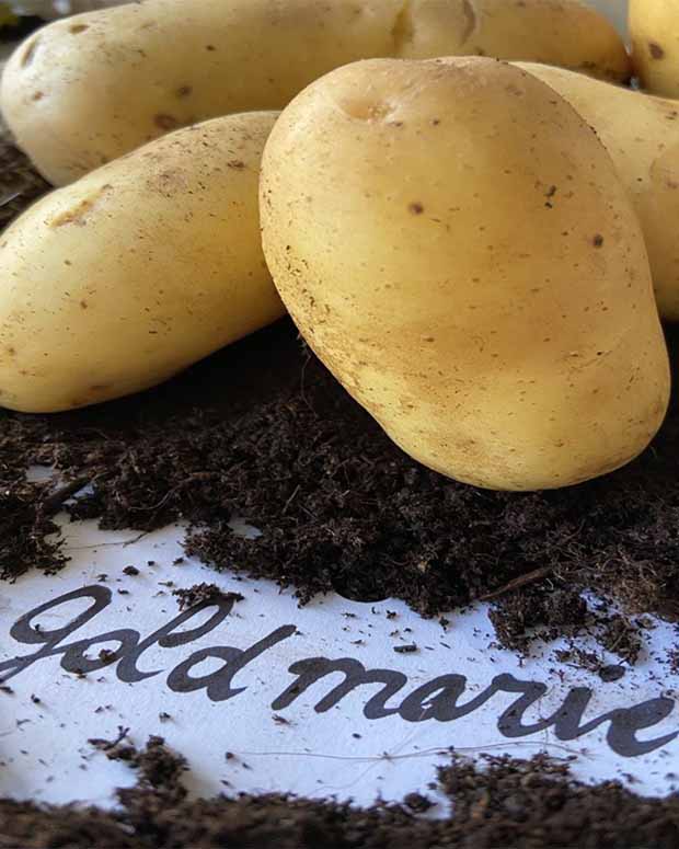 25 Pommes de terre Goldmarie Bio - Solanum tuberosum goldmarie - Pommes de terre