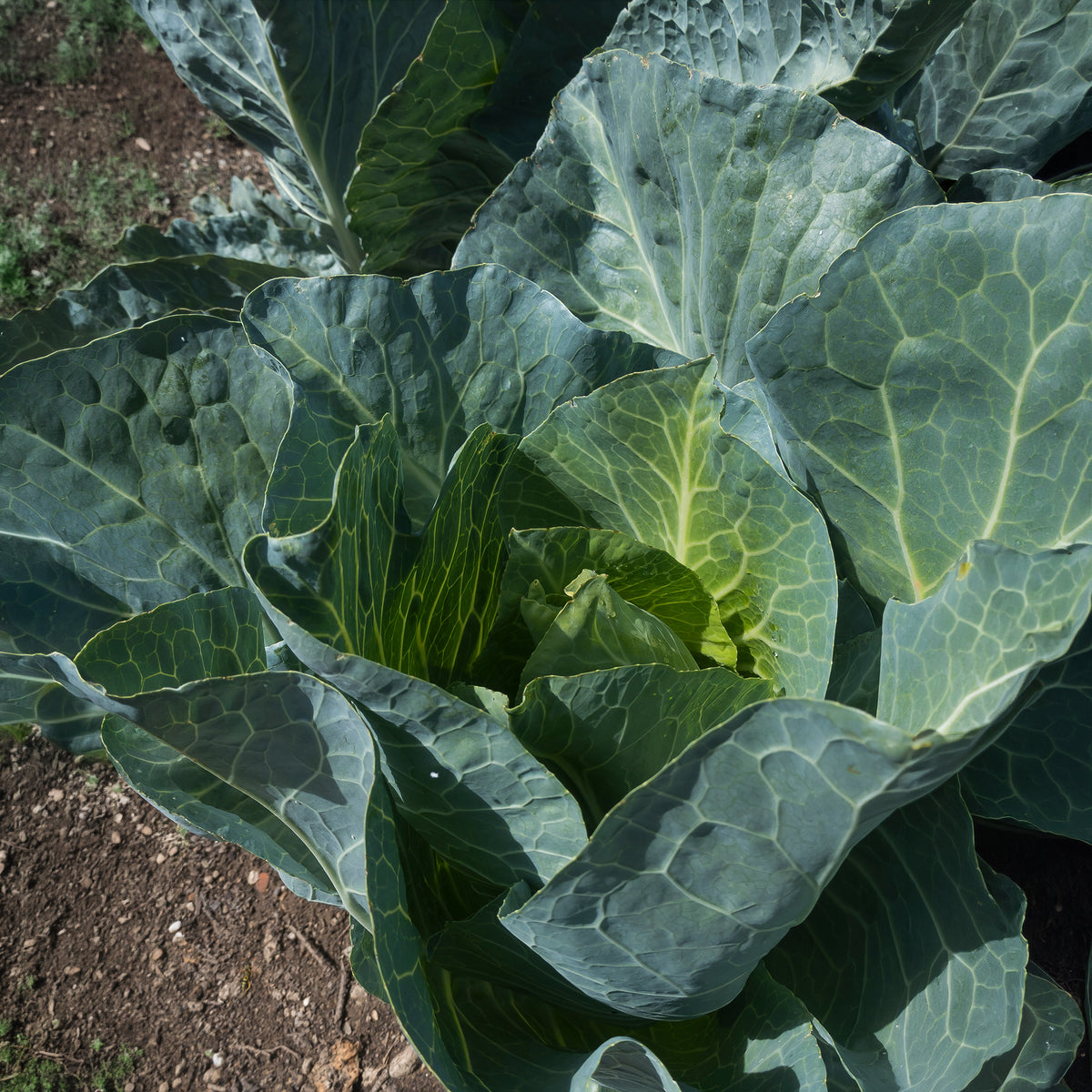 Graines de choux - Chou cabus De Brunswick - Brassica oleracea capitata de brunswick