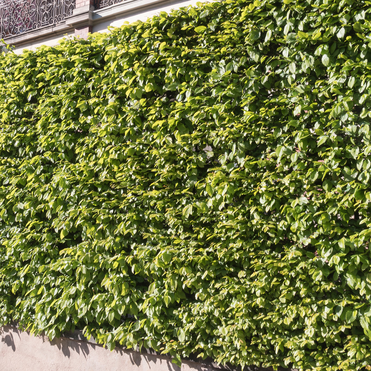 Vente Carpinus betulus - Haie de 10 Charmes
