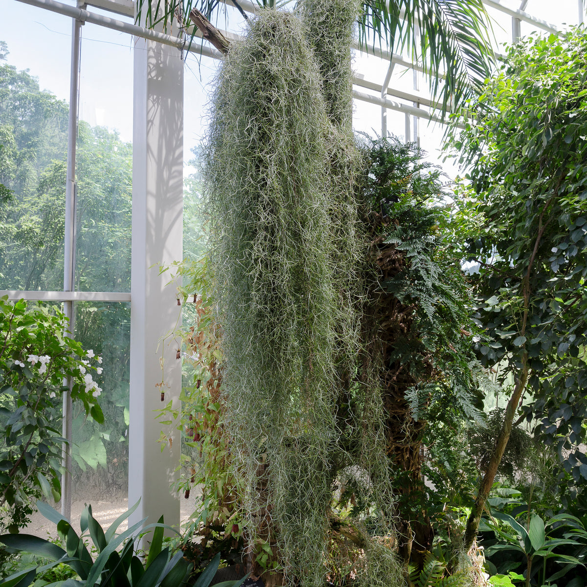 Bromélia Tillandsia usneoides - Plante suspendue - Bakker