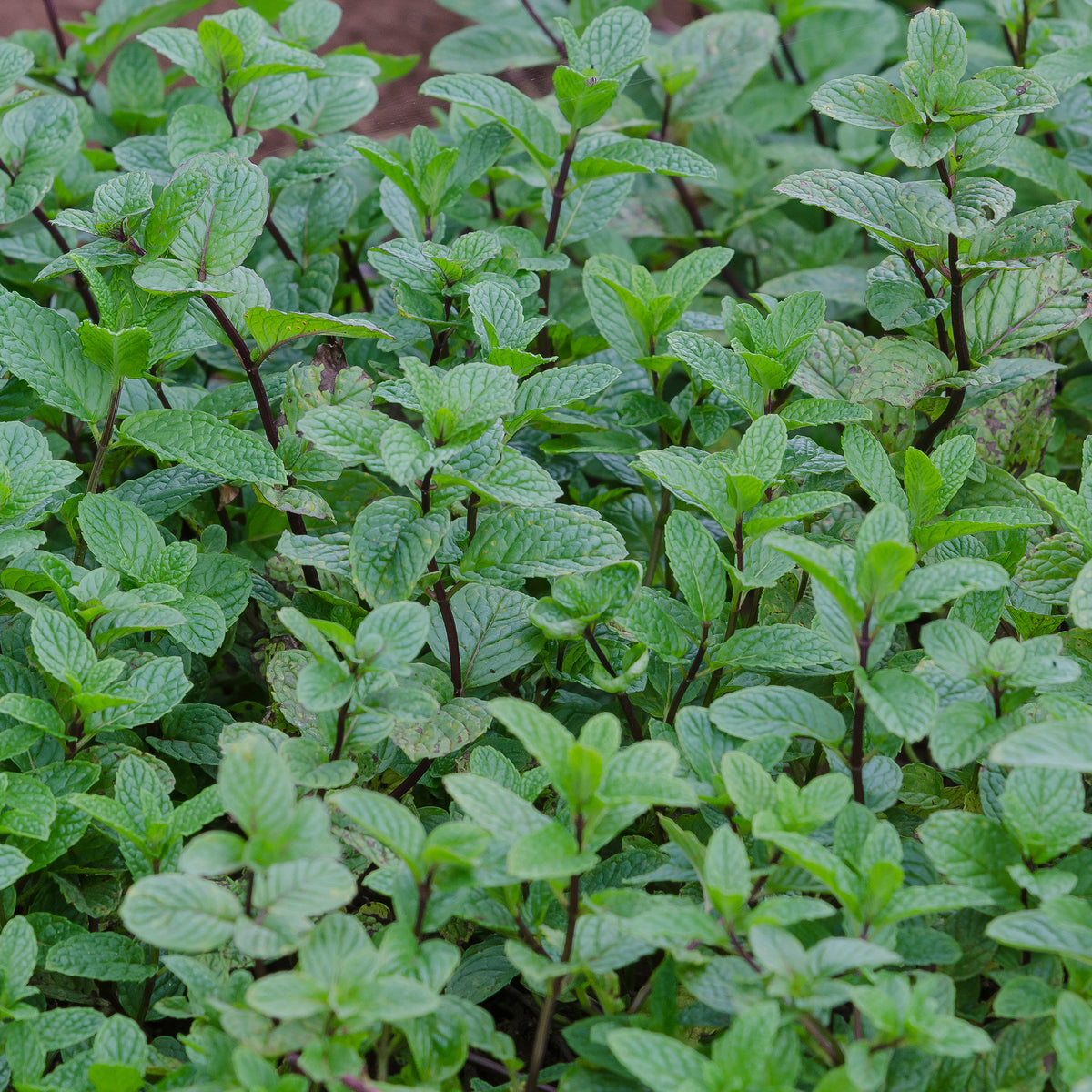 Menthe poivrée - Bakker