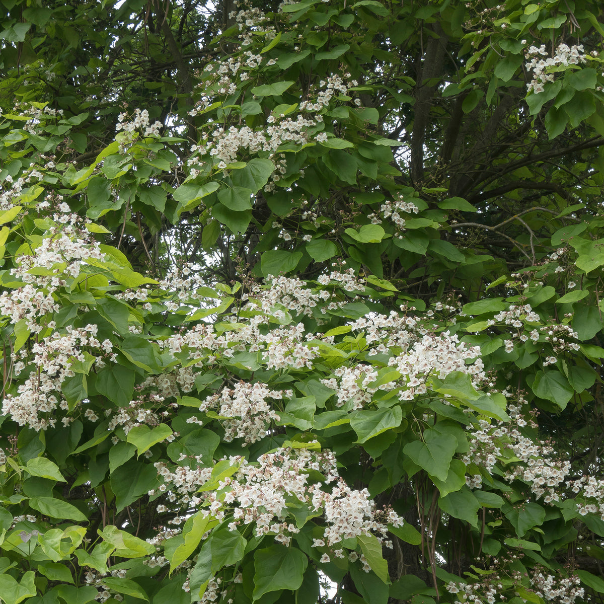 Catalpa commun - Bakker
