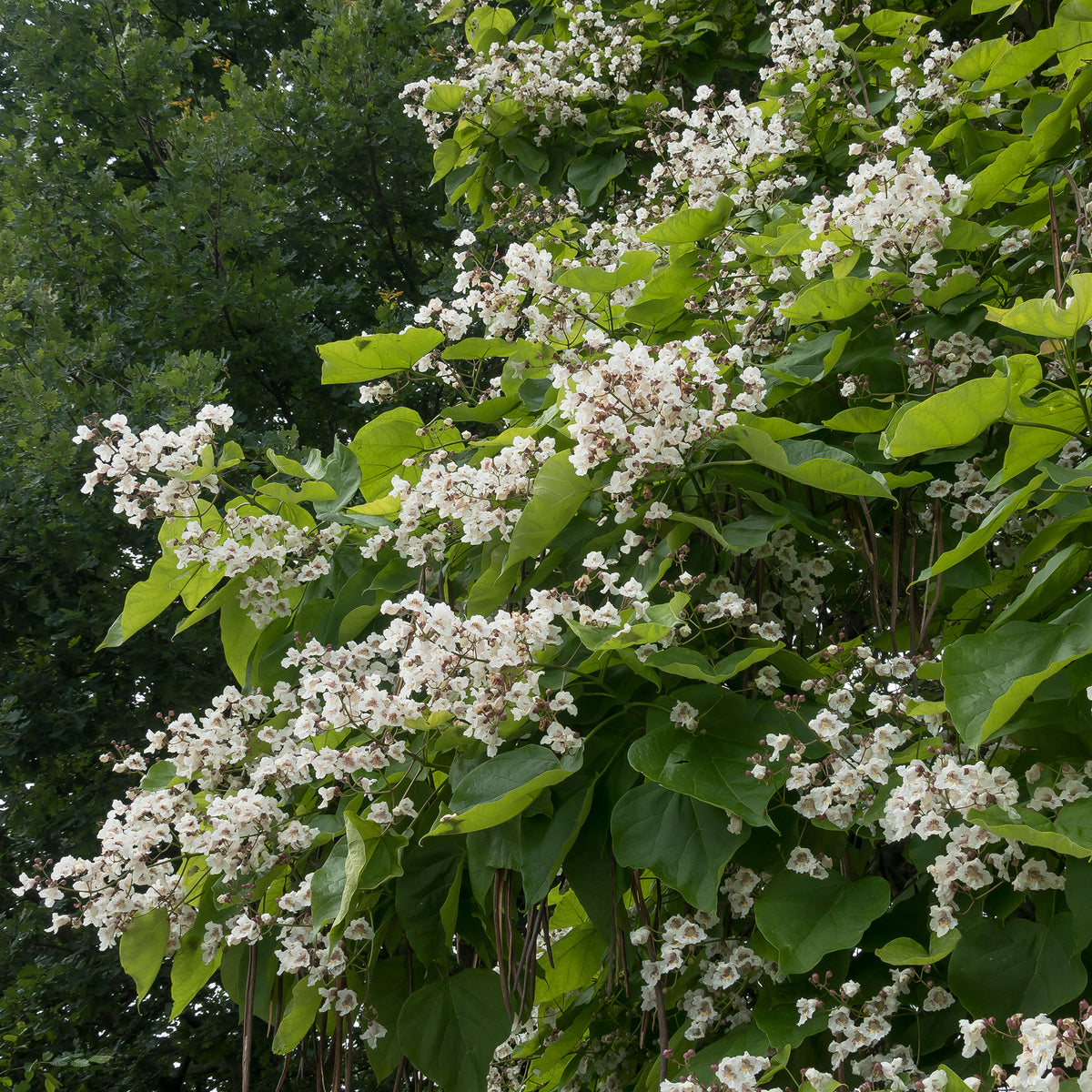 Catalpa commun - Catalpa - Bakker