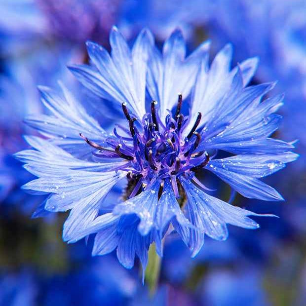 Centaurea cyanus Blue Boy - Bleuet champêtre Blue Boy - Graines de fleurs pour massifs et bordures