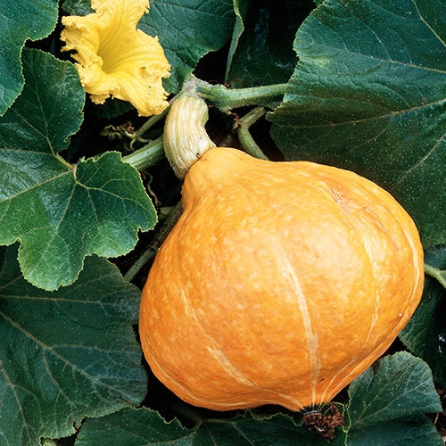 Graines de courges - Potiron Potimarron - Cucurbita maxima Potimarron