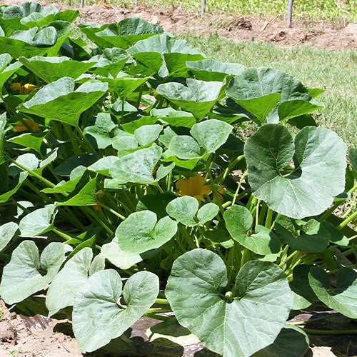 Cucurbita maxima Potimarron - Potiron Potimarron - Graines de courges