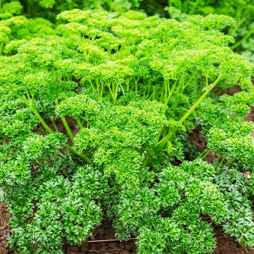 Persil Frisé vert foncé (4 g) - Bakker