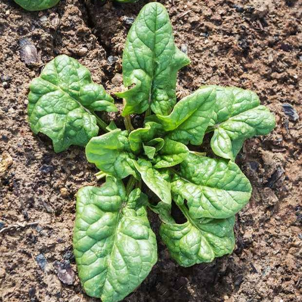 Epinard Monstrueux de Viroflay - Spinacia oleracea monstrueux de viroflay - Bakker