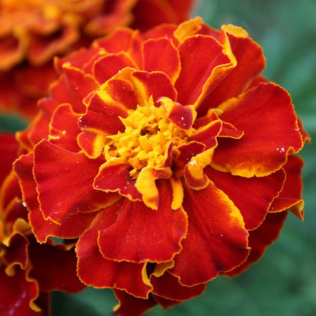 Oeillet d'Inde nain Rusty red - Tagetes patula rusty red - Bakker