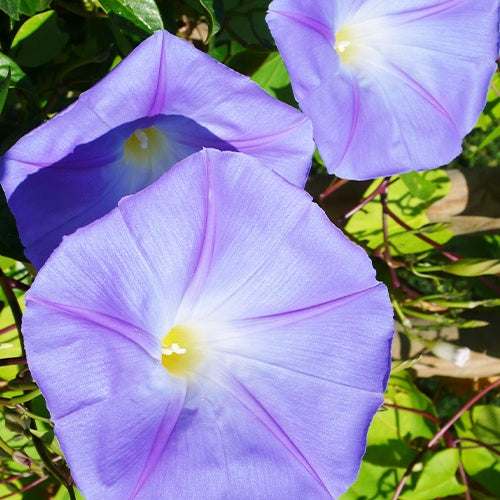 Ipomoea grandiflora - Ipomée à grandes fleurs - Plantes grimpantes