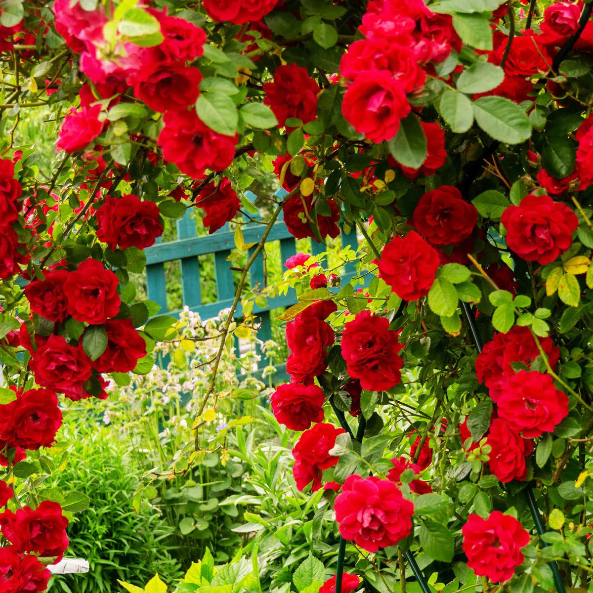 Rosa 'métanoia', 'musimara', 'indigoletta' - Collection de 3 Rosiers grimpants : Métanoïa, Musimara, Indigoletta - Rosiers grimpants