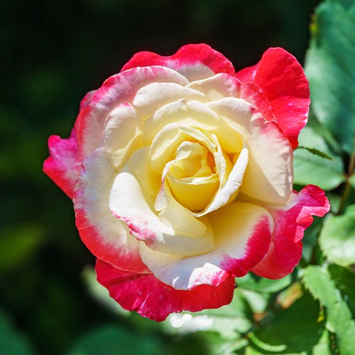 Collection de 3 Rosiers buissons : Famosa, Whisky, Double Delight - Rosa 'famosa', 'whisky', 'double delight' - Bakker