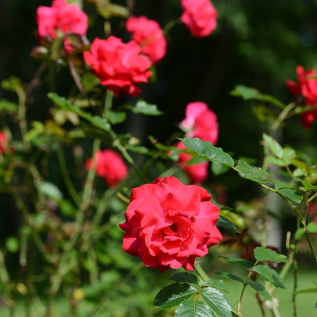 Rosier arbuste Shalom ® - Bakker