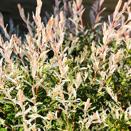 Salix integra Hakuro Nishiki - 5 saules crevette - Haie de 3m linéaire - Saule