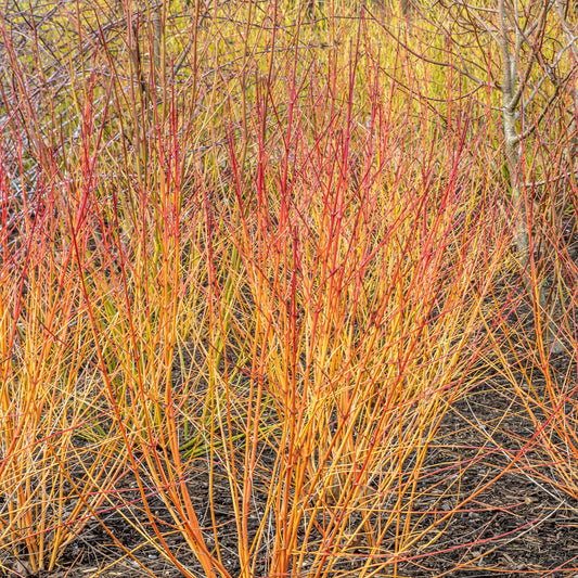 Cornouiller fluo Winter Flame - Bakker