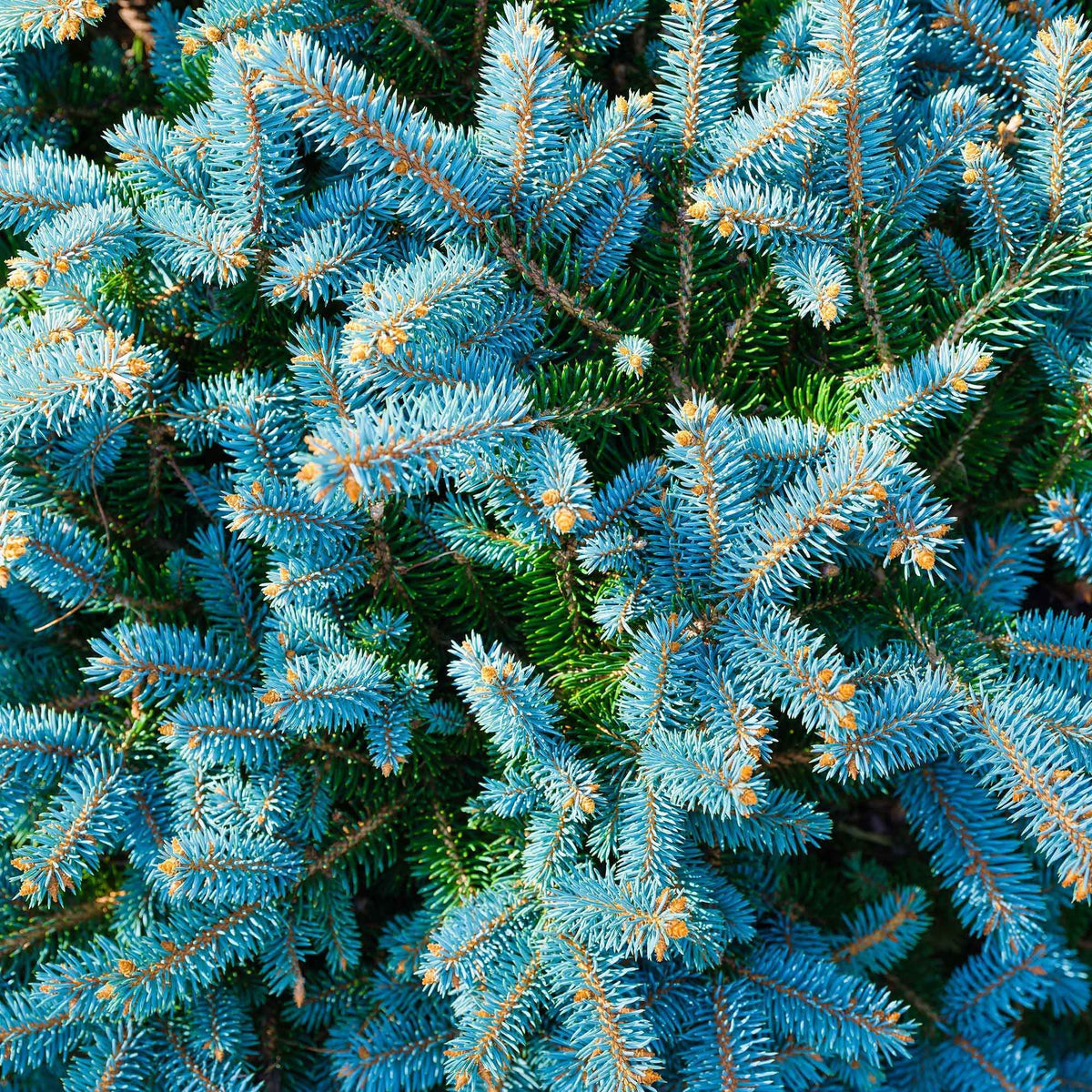 Vente Sapin bleu Sélection Bakker - Picea pungens maculata